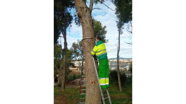 Actuacions per prevenir i controlar la presència de l’eruga processionària als parcs i jardins de Terrassa