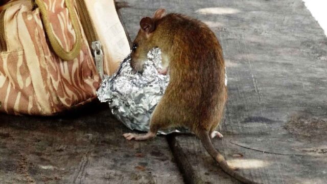 Una rata furgant a la basura